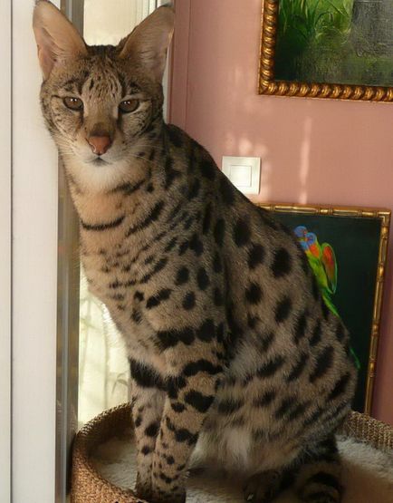 Ъшър - най-скъпата и най-големият домашната котка