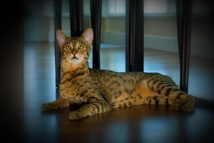 Ъшър - най-скъпата и най-големият домашната котка