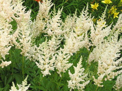 Astilbe и видове Spiraea японика, китайски Arends си представи