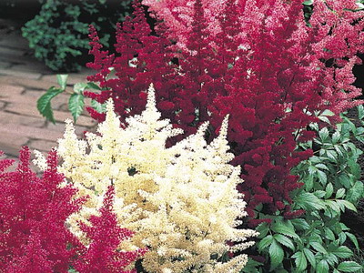 Astilbe и видове Spiraea японика, китайски Arends си представи