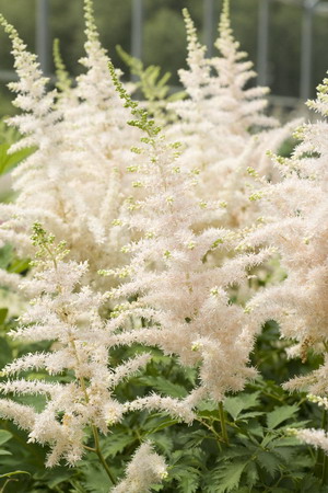 Astilbe и видове Spiraea японика, китайски Arends си представи