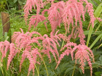 Astilbe и видове Spiraea японика, китайски Arends си представи