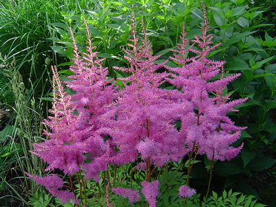 Astilbe и видове Spiraea японика, китайски Arends си представи