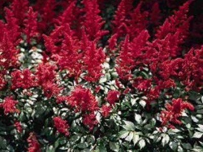 Astilbe и видове Spiraea японика, китайски Arends си представи