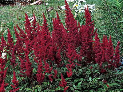 Astilbe и видове Spiraea японика, китайски Arends си представи