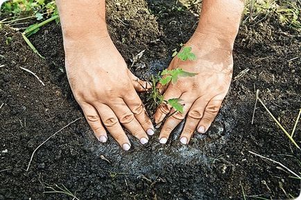 Astilba засаждане и отглеждане на семена, грижи, сортове, снимки