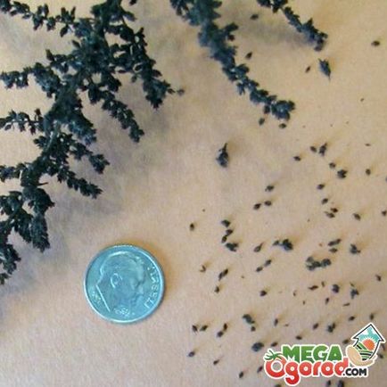 Astilbe - просто цвете отглеждане на семена (отглеждането) Astilbe - обикновен цветарство от семена