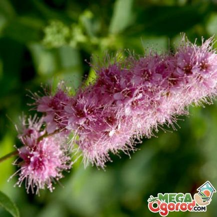 Astilbe - обикновен цветарство от семена