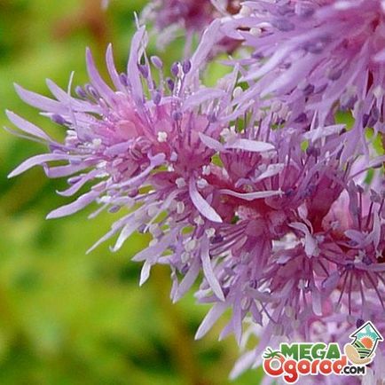 Astilbe - просто цвете отглеждане на семена (отглеждането) Astilbe - обикновен цветарство от семена