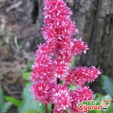 Astilbe - обикновен цветарство от семена