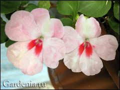 Impatiens Waller сеитба и култивиране