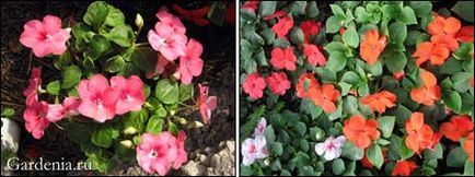 Impatiens Waller сеитба и култивиране