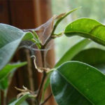 Bauhinia (Orchid дърво) се грижи у дома снимка, отглеждане на сортове семена и тяхното 1