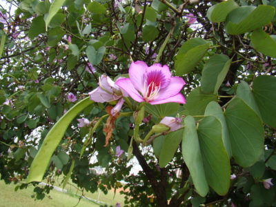 Bauhinia (Orchid дърво) се грижи у дома снимка, отглеждане на сортове семена и тяхното
