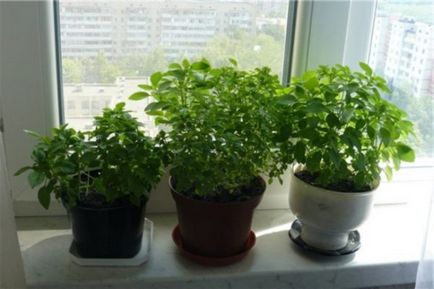 Базил на перваза на прозореца тайните на нарастващата полезно растение