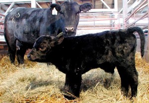 Белгийското синьо и руски месо порода крави hornless