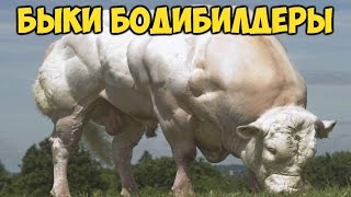 Белгийските сини крави снимки, описание (в синьо) Белгийските сини крави снимки, описание
