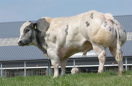 Белгийският Blue порода крави и бикове снимка, преглед