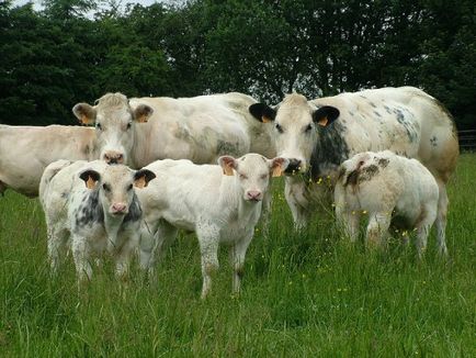 Белгийският Blue порода крави и бикове снимка, преглед