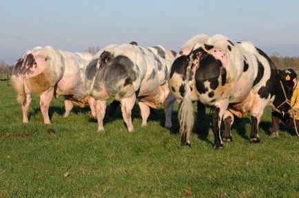 Белгийският Blue описание крава порода и най-вече