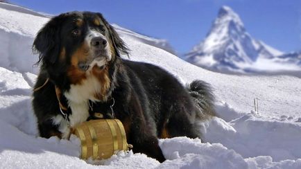 Бернски пастирско куче порода описание, снимки, видео