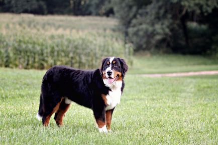 Бернски пастирско куче порода описание, снимки, видео