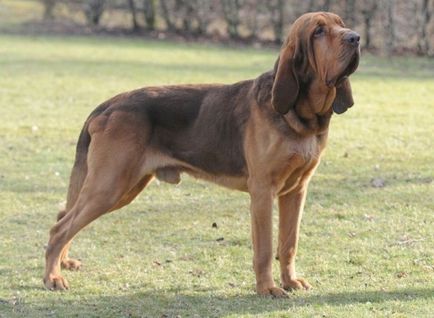 Bloodhound порода снимка и описание