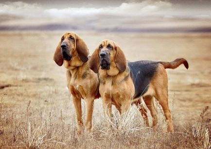 Bloodhound порода снимка и описание