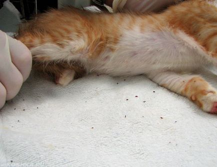 Flea дерматит при котки лекува у дома си снимка