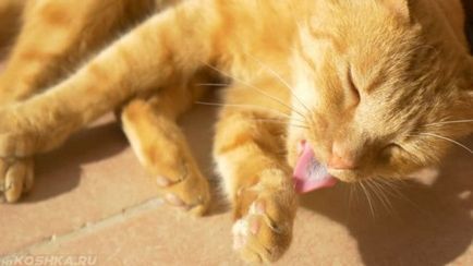 Flea дерматит при котки лекува у дома си снимка