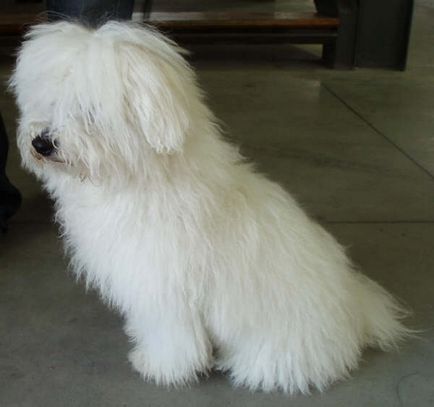 Lap куче, порода куче, малтийски, малтийски, руски цветен кученце