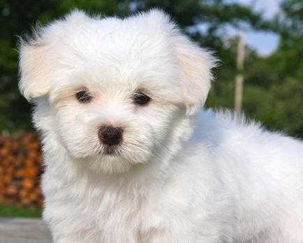 Lap куче, порода куче, малтийски, малтийски, руски цветен кученце
