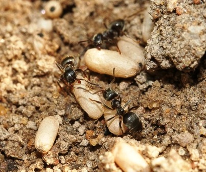 Борба с мравки върху канапе от краставица