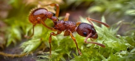 Борба с градински мравки народни средства