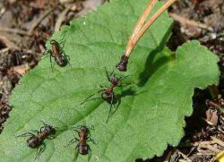 Борба с градински мравки народни средства