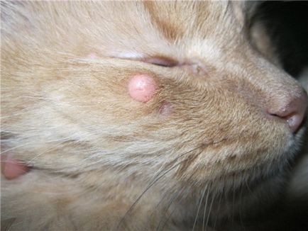 Брадавици (папиломатоза) при котки - симптоми, лечение, лекарства, причините за всичко
