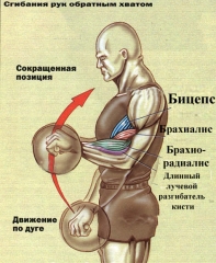 Brachialis (рамото мускулите)