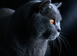 Британската синя котка - описание на породата