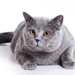 Британските синя котка снимки, цена, описание на характера, а не форум, или Wikipedia или видеоклипове и отговори
