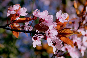 Cakura засаждане и грижи в открита почва в страната как да отглеждат японски вишнев цвят в предградията, в