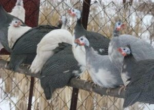 Гвинея съдържание птица в дома заедно с други птици