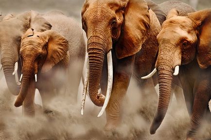 Какво се опасява, африкански слон
