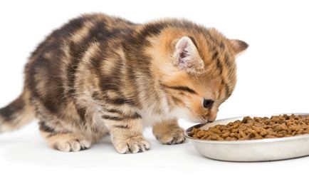 Какво да се хранят котка британски месечно