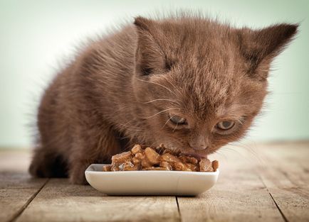 Какво да се хранят котка британски месечно