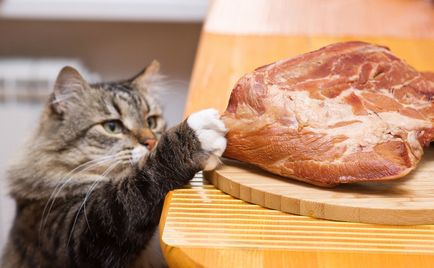 Как да се хранят котката и котката в къщи
