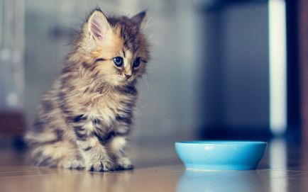 Как да се хранят котката и котката в къщи