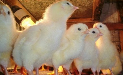 Какво да се хранят пилетата през първите дни на живота у нас