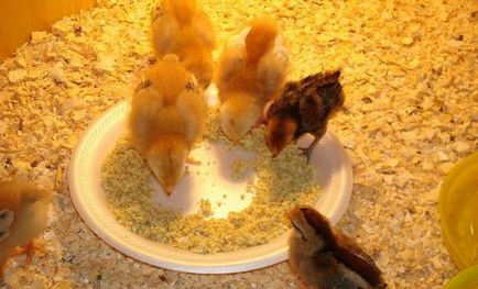 Какво да се хранят пилетата през първите дни на живота у нас