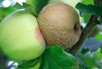 Процесът на ябълка пружина срещу вредители и болести