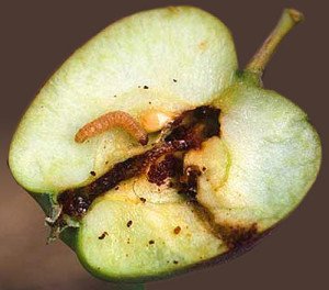 Процесът на ябълка пружина срещу вредители и болести
